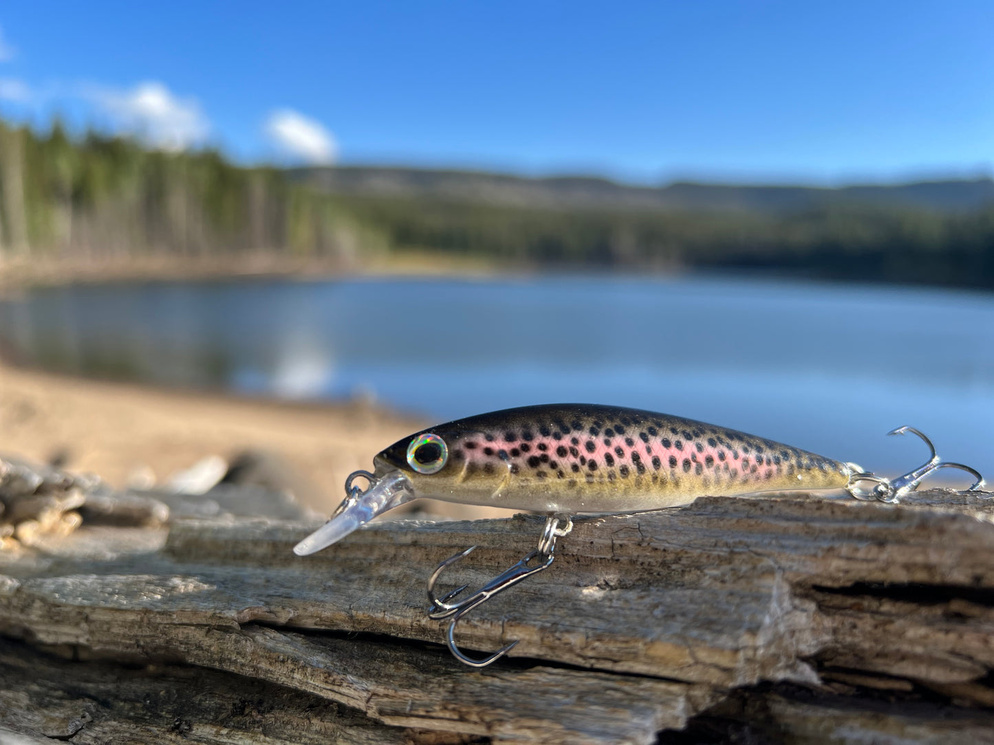 Backwoods Angler Rainbow Trout