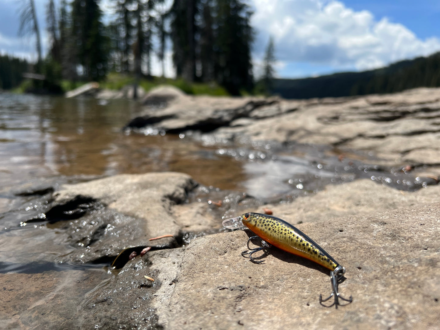 Backwoods Gold Trout