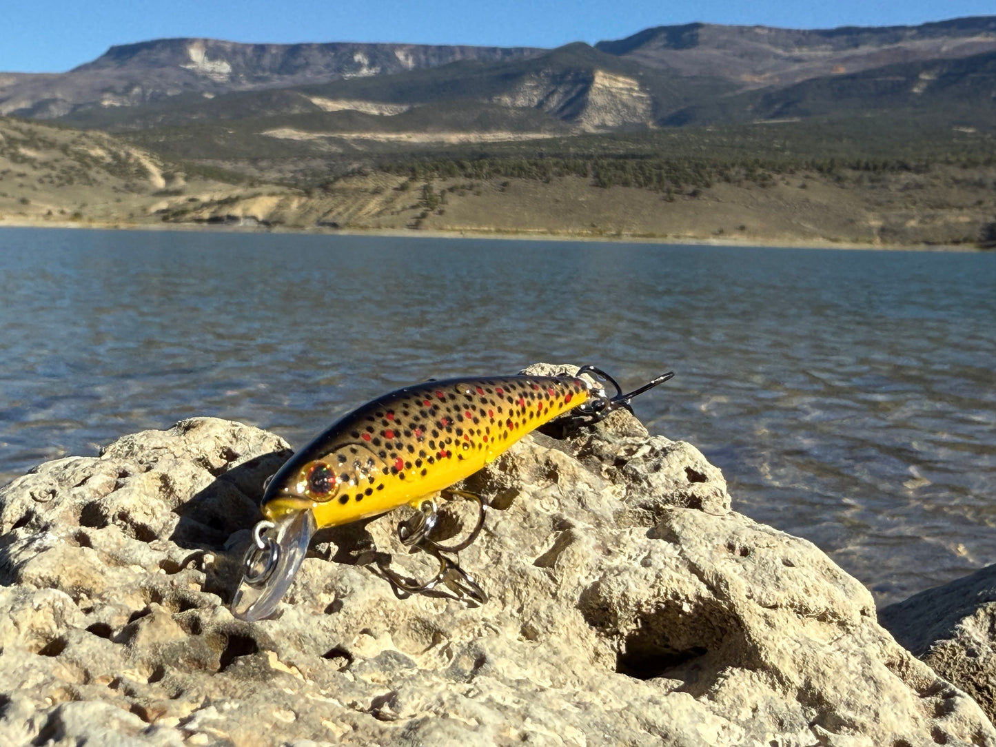 Backwoods Brown Trout