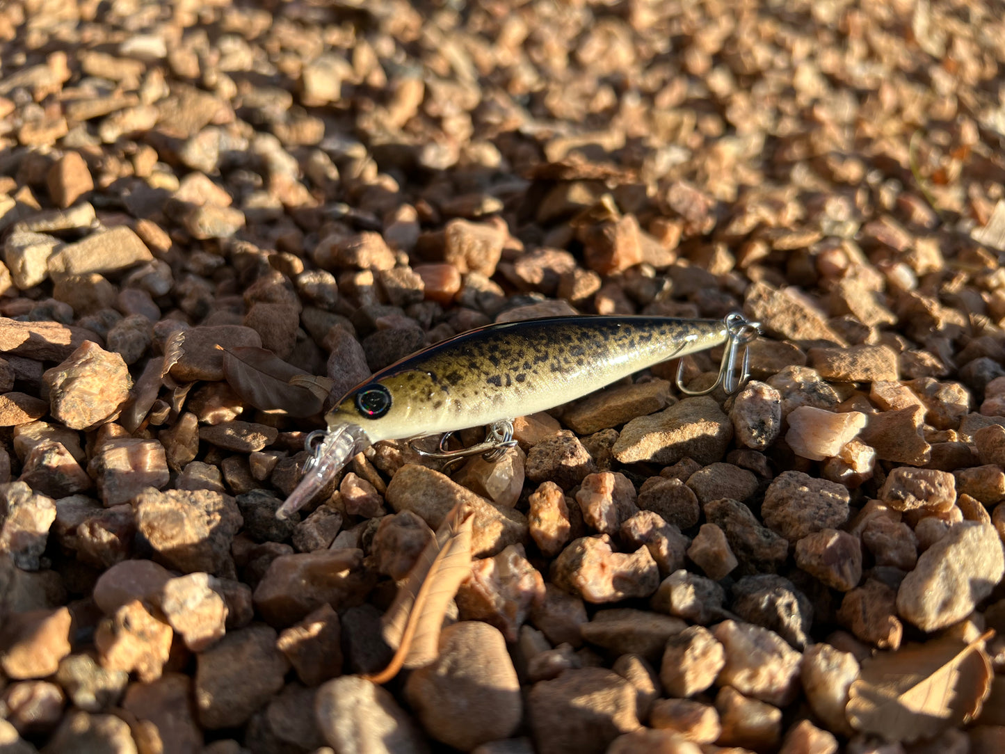 Backwoods Bass