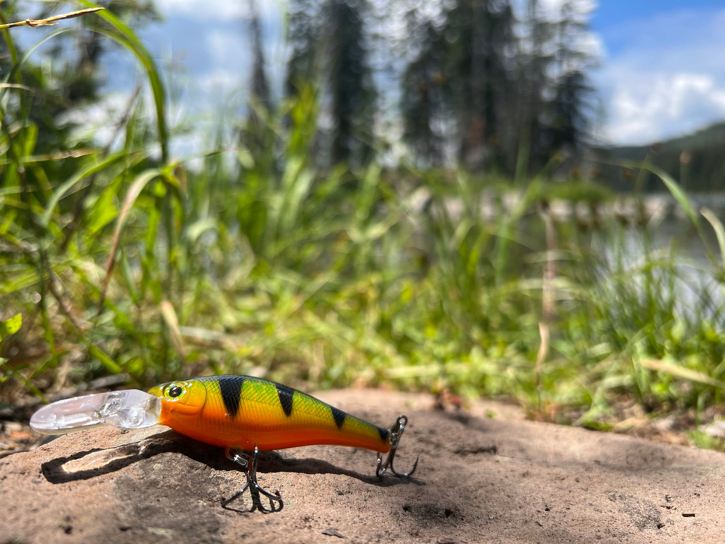 Backwoods-Deep Diver: Bright Perch