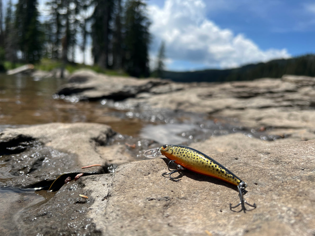 Backwoods Gold Trout