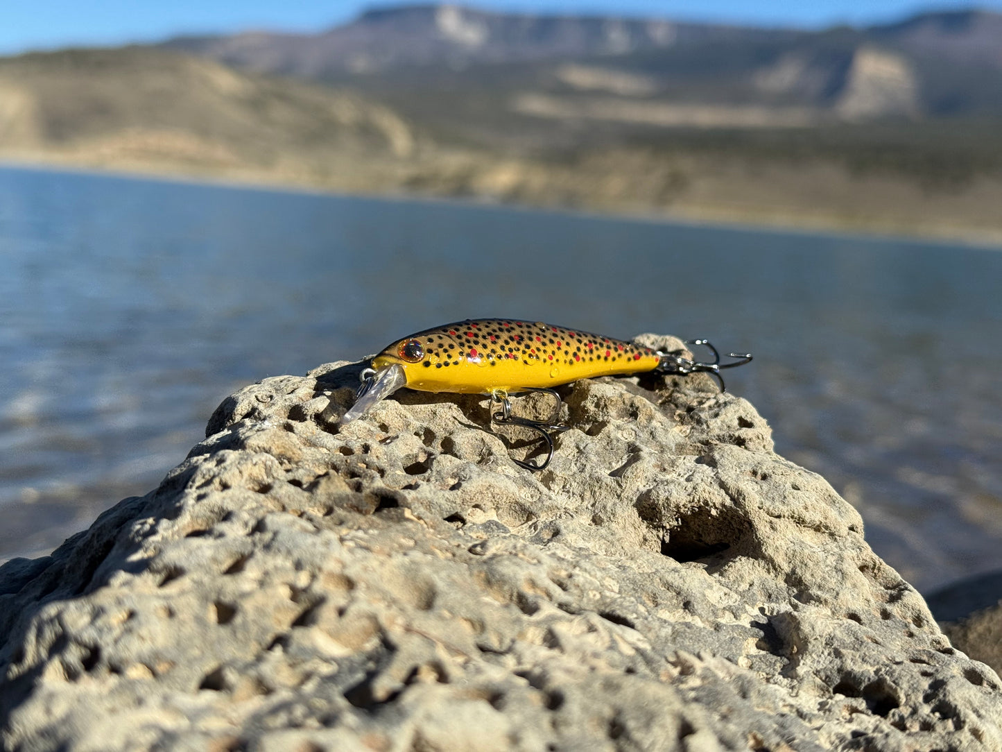 Backwoods Brown Trout